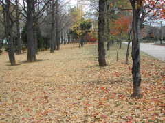 �ӏH�̒��������A���t�̂ނ���