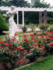 中島公園のバラ