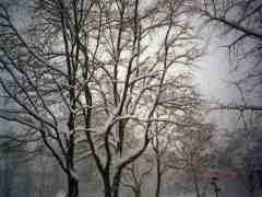 �X�U�N�Q���P�O���@������Ԃ�����̖؁X