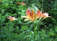 �G�]�X�J�V����