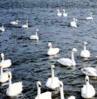 �����΂̔���