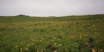 �G�]�[���e�C�J�̌Q��