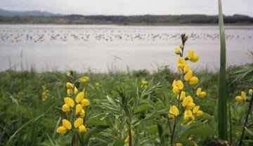 �Z���_�C�n�M(��㔋�j