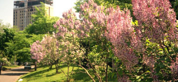 6月の花ライラック(リラ)