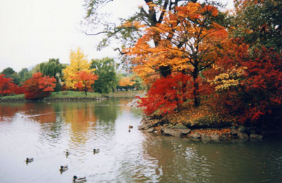 紅葉の中島公園