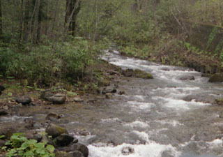 春の急流オコタンペ川