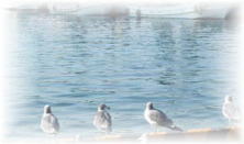 良質なえさで育った海の鳥たち