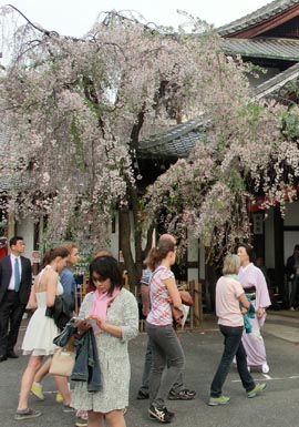 みやびの京都2014年春